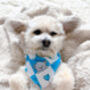 Blue Love Bug Bear Dog Bandana, thumbnail 5 of 8