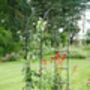 Quality Garden Arch, thumbnail 6 of 7