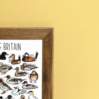Ducks Of Britain Wildlife Print, 6 of 8