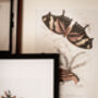 Framed Set Of Two Vintage Butterfly Art Prints, thumbnail 6 of 9