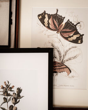Framed Set Of Two Vintage Butterfly Art Prints, 6 of 9