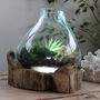 30cm Molten Glass Fish Tank Bowl With Light Teak Root Wooden, thumbnail 1 of 6