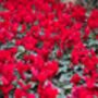 Cyclamen 'Rouge Vif' Three X Full Plant Pack, thumbnail 4 of 6