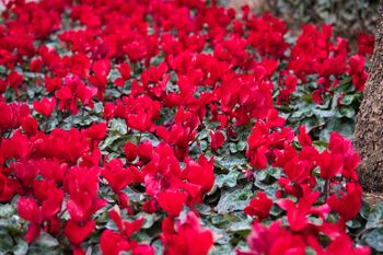 Cyclamen 'Rouge Vif' Three X Full Plant Pack, 4 of 6