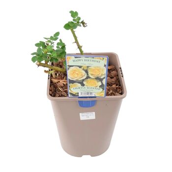 Happy Birthday Cream Rose In5.5 L Pot – Floribunda, 2 of 7