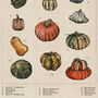 Pumpkin And Squash Artwork Print, thumbnail 5 of 8