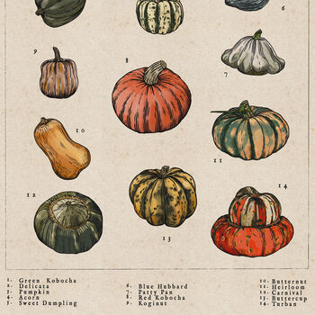 Pumpkin And Squash Artwork Print, 5 of 8