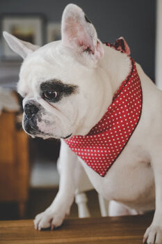 Classic Polka Dot Dog Bandana In Red, Green Or Purple, 9 of 12