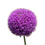 Allium 'Purple Sensation' 48 X Spring Bulb Pack, thumbnail 1 of 5