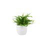 Boston Fern Nephrolepis In 12cm Ceramic Pot, thumbnail 2 of 9