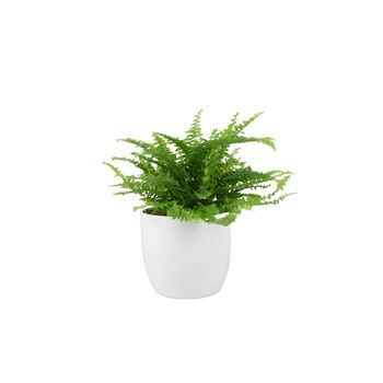 Boston Fern Nephrolepis In 12cm Ceramic Pot, 2 of 9