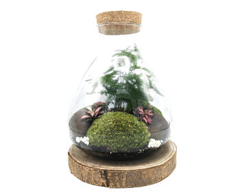 Diy Conical Terrarium Kit With Fern, 2 of 7