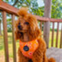 Orange Daisies Dog Harnes, thumbnail 5 of 10