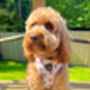 Rusty Bear Dog Harness, thumbnail 4 of 11