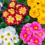 Winter Plants Primula Spring Colour Mix Six Plants, thumbnail 1 of 6