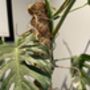 Indoor Plant Support, Adds Structure To Your Plants, thumbnail 4 of 5