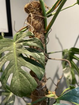 Indoor Plant Support, Adds Structure To Your Plants, 4 of 5