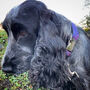 Daisy Heather Harris Tweed Dog Collar, thumbnail 4 of 4