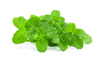 Herb Plants, Garden Mint, 9cm Pots, 6 of 6