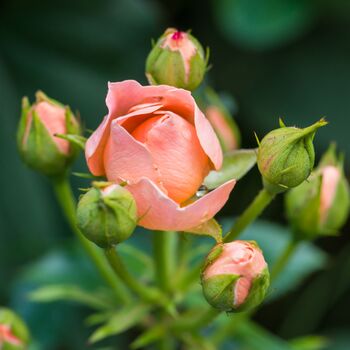 Rose 'Sweet Dreams' One X Plant In A Five Litre Pot, 3 of 5