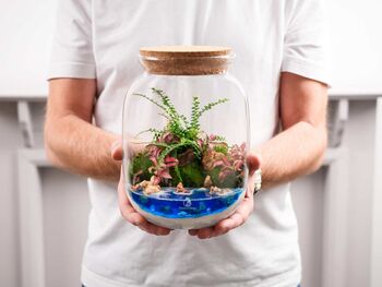 Beach Themed Terrarium Kit | 'Dominica', 12 of 12