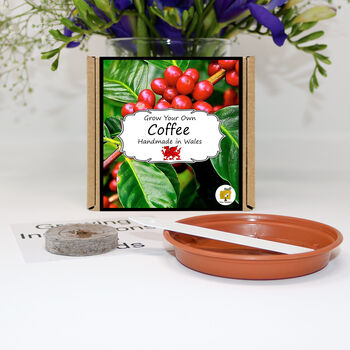 Grow Your Own Coffee Plant Growing Kit, 2 of 4