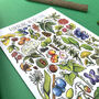 Foraging Plants Of Britain Watercolour Postcard, thumbnail 9 of 10
