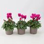 Cyclamen Purple Plants In 9cm Pots X3, thumbnail 1 of 2