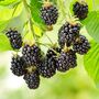 Fruit Plants Blackberry, thumbnail 4 of 7