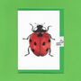 Hand Drawn Ladybird Illustrated Blank Greeting Card, thumbnail 4 of 10