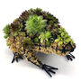 Sedum Planted Frog Sculpture, thumbnail 1 of 3