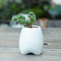 Ceramic Tooth Shaped Planter, thumbnail 1 of 8