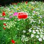 Artist's Meadow Wildflower Seedballs, thumbnail 2 of 10