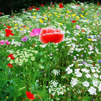 Artist's Meadow Wildflower Seedballs, 2 of 10