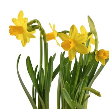Narcissus 'Tete A Tete' Three X Full Plants In 9cm Pots, 3 of 7