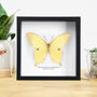 Noble Swallowtail Handcrafted Frame, thumbnail 1 of 3