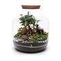 Xl Terrarium Kit | 'Nagoya', thumbnail 2 of 12