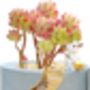 Miniature House Flower Pot, thumbnail 2 of 9