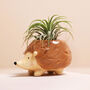 Tiny Hedgehog Planter, thumbnail 1 of 5