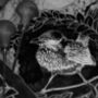 Birds And Aspidistra Pair Of Block Printed Cushions, thumbnail 6 of 7