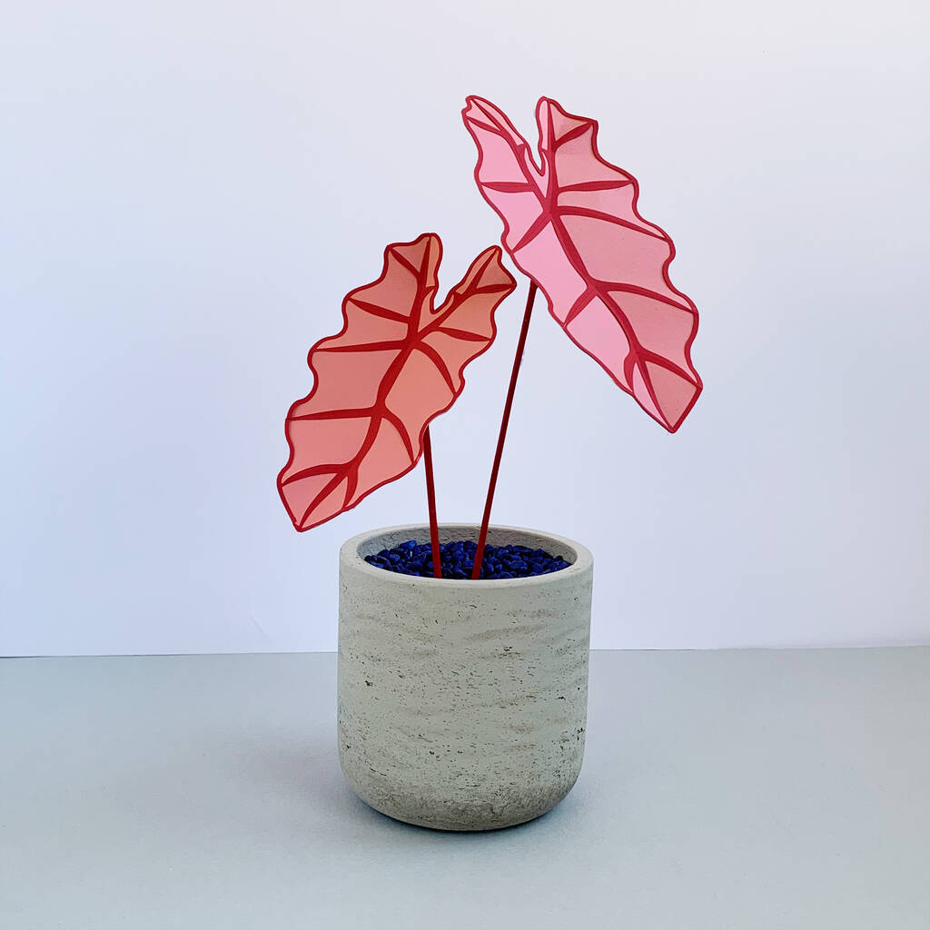 Pink Elephant Ear Plant By Brazen Botany | notonthehighstreet.com