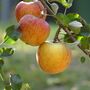 Fruit Trees Apple Cox Orange Pippin Bare Rooted, thumbnail 4 of 5