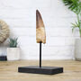 Spinosaurus Tooth Large Bespoke Solid Oak Stand Real Authentic Jurassic Dinosaur Fossil Natural History Interior Design Home Decor Display Gift Ornament, thumbnail 1 of 4