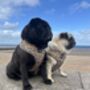 Woodland Badger Dog Harness, thumbnail 10 of 12