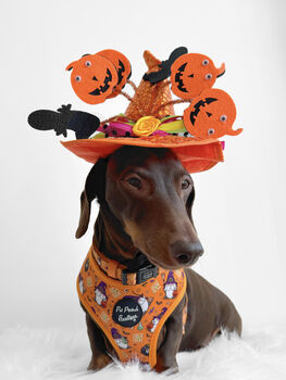 Trick Or Treat Harry Halloween Dog Harness, 10 of 10