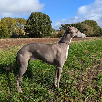 Grey Leather Whippet Collar Can Be Personalised, 3 of 12