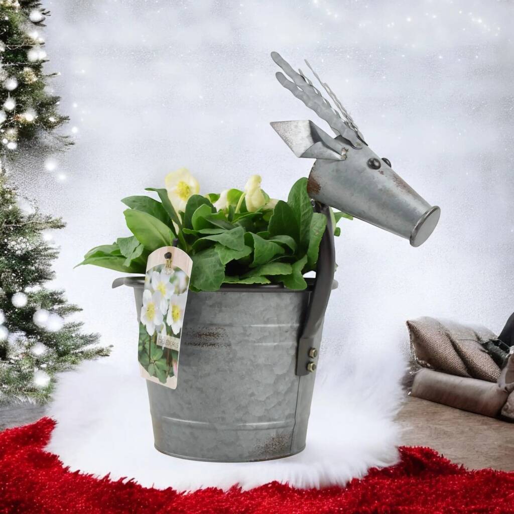Metal Reindeer With Hellebore – Christmas Centrepiece Gift, 1 of 2