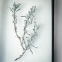 Small Antique Pressed Flower Frame: Lavender Leaves, thumbnail 4 of 8