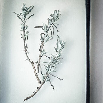 Small Antique Pressed Flower Frame: Lavender Leaves, 4 of 8