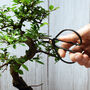 Master Bonsai Tree Starter Kit Bundle, thumbnail 8 of 9